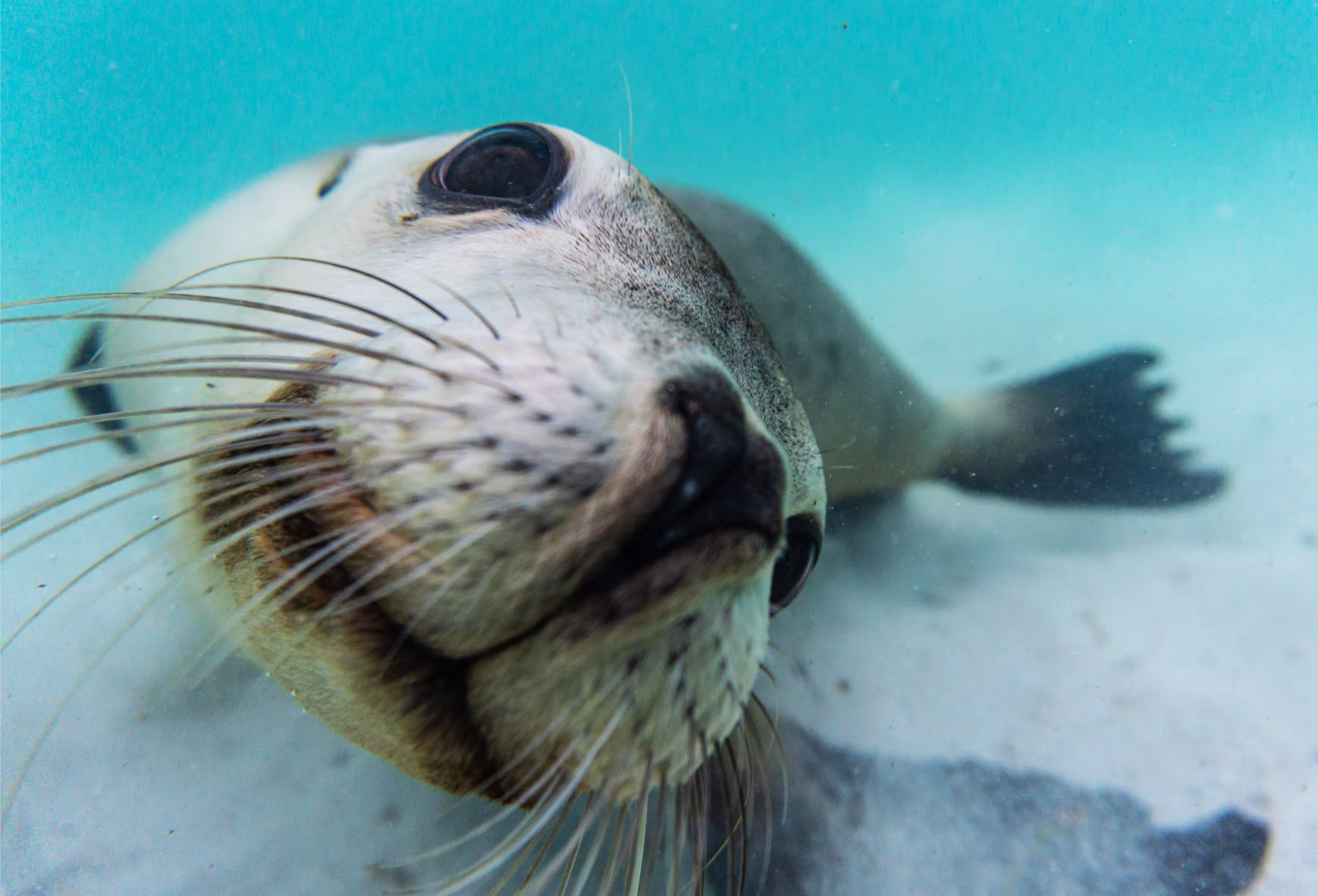 Underwater rendezvous with my favourite ocean puppies