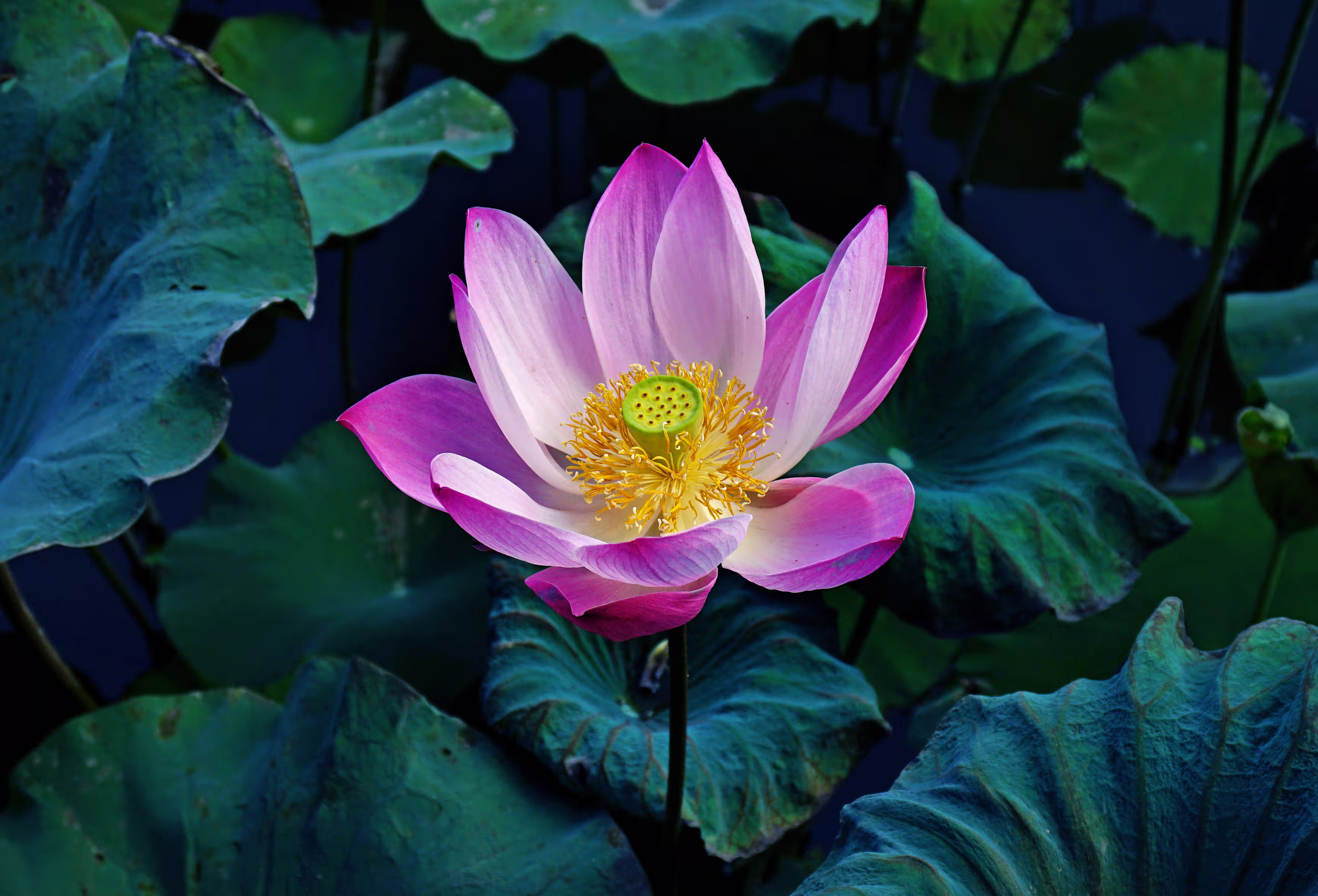 The majestical lotus flower